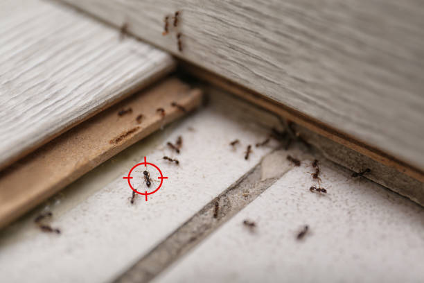 Best Affordable Pest Control Services  in Elba, AL