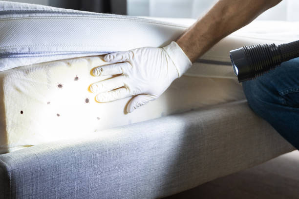 Best Cockroach Control Services  in Elba, AL
